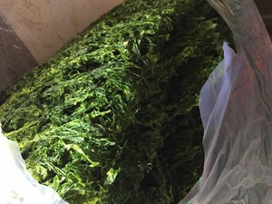 Poudre d'algues vertes pures ULVA LACTUCA pour l'alimentation animale, certifiée HACCP et ISO, emballée en sac - Product Image 6