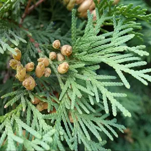 उच्च गुणवत्ता शुद्ध आवश्यक देवदार लकड़ी तेल