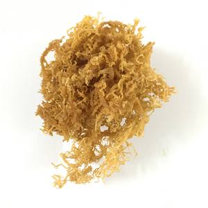 100% NATUREL ET FRAIS IRISH MOSS/SEAMOSS VIETNAM PRODUIT-Prix raisonnable-Haute qualité pour les grossistes 2023 / DC - Product Image 5