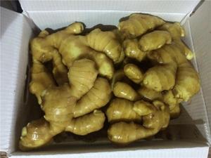 Gingembre jaune frais biologique naturel d'Afrique du Sud 10 kg Gingembre vieilli - Product Image 2