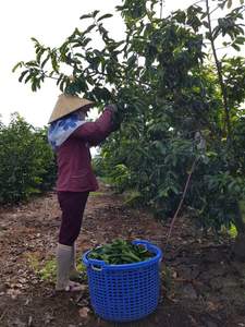 Feuilles de corossol séchées de qualité supérieure - Helen TP +84 374 288 086 - Product Image 6