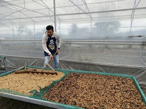 Granos de café verde Arábica Catimor de alta calidad Granos de café verde Arábica Procesamiento completamente lavado Nuevo cultivo 2024-2025 - Product Image 3