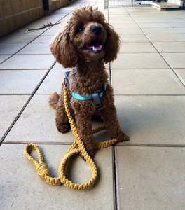 สายจูงสุนัขและแมวมาคราเม่ - Product Image 1