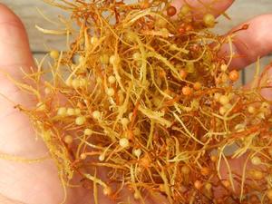 Sargassum-algas marinas usadas para alimentación Animal, con buena proteína y fibra, contacto WA 0084817092069 - Product Image 6