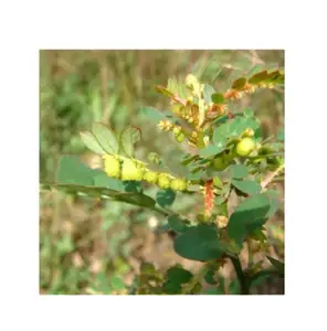 Poudre d'extrait d'herbe Phyllanthus Niruri hautement recommandée 5 1 10 1