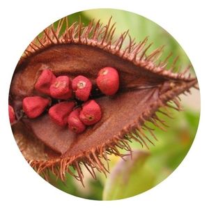 Mặt đất annatto bixa orellana gia vị đầy màu sắc/bột <span class=keywords><strong>anato</strong></span>/dầu achiote ms. Lily - Product Image 1