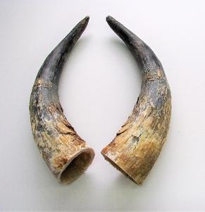 Cornes de buffle 100% naturelles, cornes de bœuf naturelles, avec embout en laiton, taille personnalisée, prix bas et abordable - Product Image 6