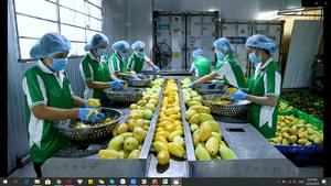 Jus de pastèque original Nawon en conserve 330 ml, marque distributeur, faible en calories, réduit l'inflammation et le stress oxydatif, exportateurs OEM - Product Image 5