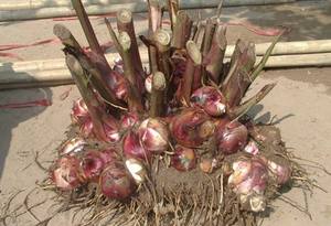 Harina de arrowroot de la mejor calidad, orgánica - Product Image 3