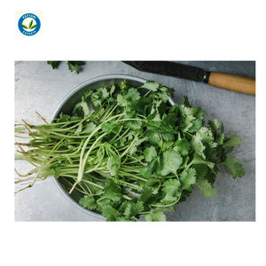 Aceite de cilantro congelado producto de alta calidad del proveedor superior - Product Image 1