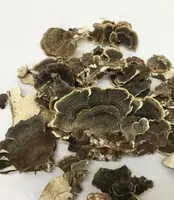 Flower Mushroom Magic Mushrooms For Sale/dried morel mushroom price/Fungi Sell Food mushrooms Farm Buyers for Oyster mushroom
