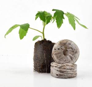 Granos de coco natural para semillas de guardería, peines de coco, precio de fábrica de Vietnam más bajo - Product Image 3