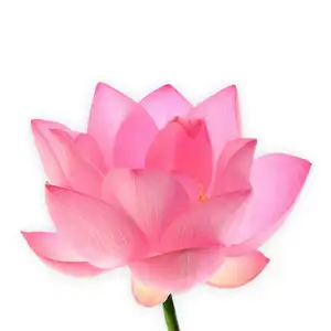 100% Pure Organic Pink Lotus Absolute by SVA Organics