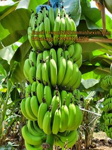 Banane Cavendish fraîche de haute qualité du Vietnam Classe verte a 13kg WhatsApp 84 981 144 196 - Product Image 5