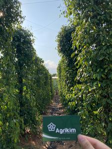 WS + 84359166896พริกไทยดำแบบใหม่ราคาถูกคุณภาพสูงจากเวียดนามตากแห้งพร้อมสำหรับการจัดส่งในราคาที่แข่งขันได้มากที่สุด - Product Image 6