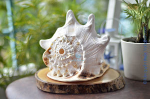 Coquille de Cassia Cornuta, Coquille de Cassia Cornuta, Coquille de mer - Product Image 5