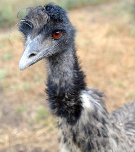 Aceite de Emú Refinado, Certificado por GMP, Origen Australia - Product Image 2