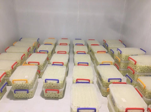 MS Angela กานพลูแช่แข็งกระเทียม100% อินทรีย์มีสารพิษทางเคมีไม่น้อย - Product Image 5