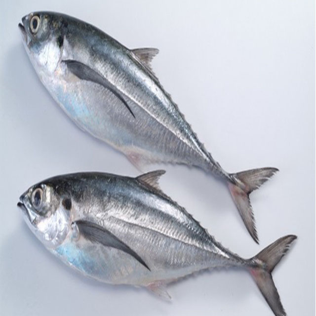 Best Quality Nature Feature Frozen Horse Mackerel Whole round IQF style size 6/8 From Vietnam