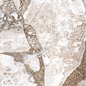 Nuevo Diseño de Azulejos de Impresión Digital con Aspecto de Mármol de 500x500 mm, Decoración de Interiores, Piso Cerámico - Product Image 6