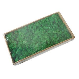 BLH Preserved Moss 200g In Box Home Decoration Moss Wall DIY Accessories Preserved Coral Grass