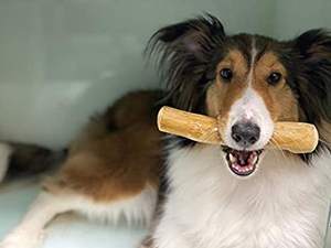 Juguete Masticable para Perros de Madera de Café 100% Natural, Especificaciones Secas para Mascotas - Viet Delta Serena - Product Image 3