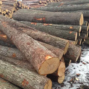 Black Alder Logs For Peeling (AB Grade), Xuất Xứ Châu Âu (Latvia)