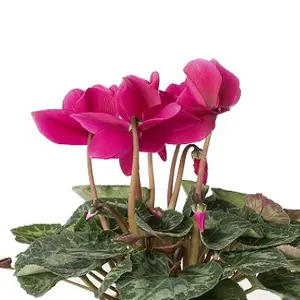 Cyclamen Absolute (Cyclamen Persicum)