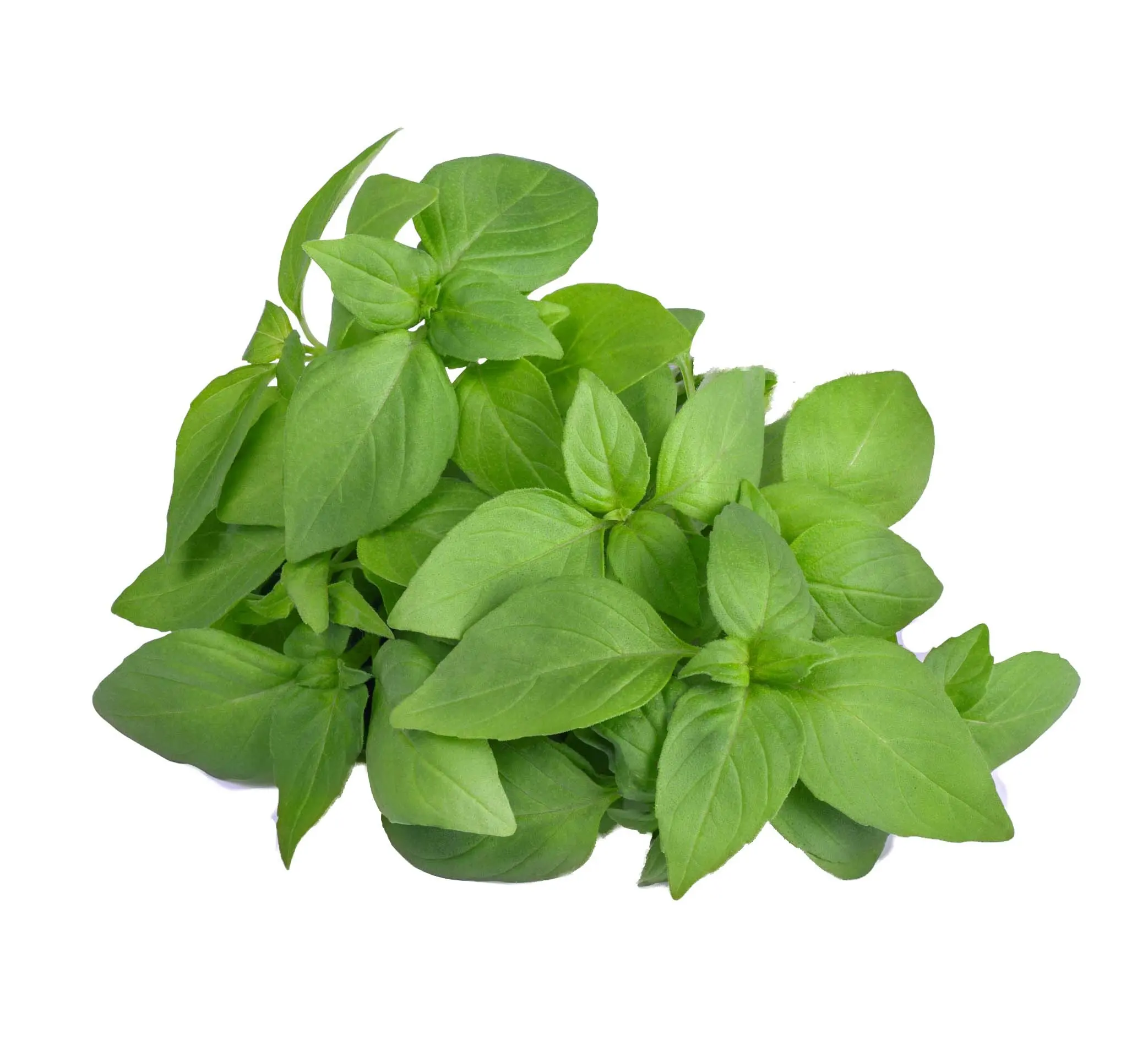 Buy Bulk Organic Basil Linalool Essential Oil