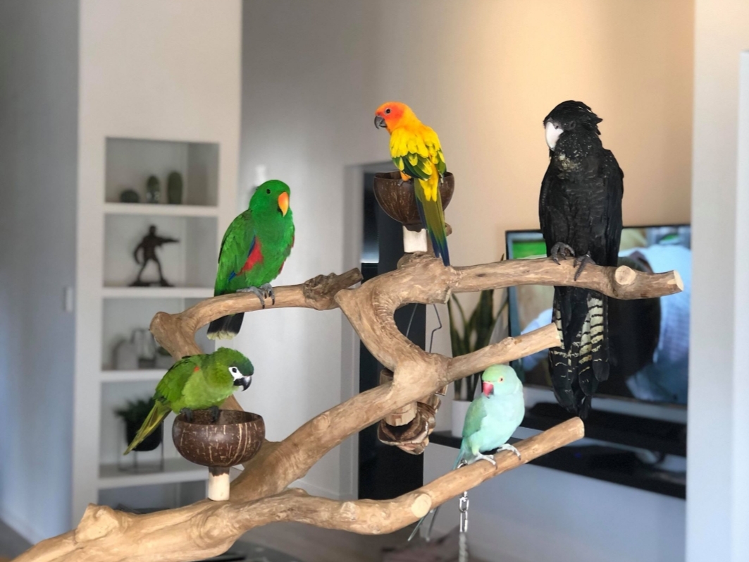 parrot indoor stand