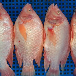 Kualitas Standar Amerika 680 Ton Ikan Bulat Tilapia Utuh, Ikan Tilapia Merah