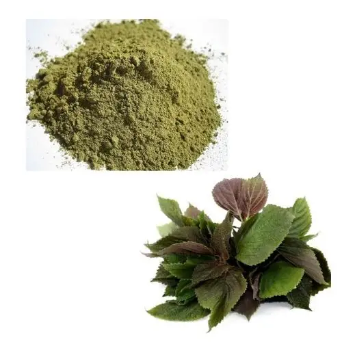 Excellent Quality Dried Perilla Leaf Powder Shiso Powder Britton Leaves Powder in Vietnam/ Ms. Lily +84 906 927 736