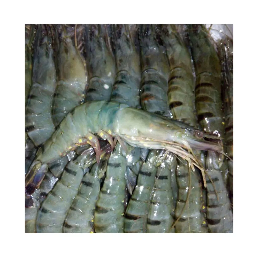 Top Quality Competitive Price Frozen Black Tiger Shrimps / Black Tiger Shrimp