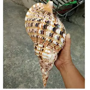 Decorazioni per la casa di marine seashell/ Snail shell for decor(Verda_WS + 99 Gold Data)