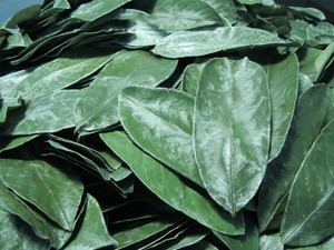 Hojas de Guanábana Secas Orgánicas y Hojas de Soursop - Naturales de Vietnam, Marca VIET DELTA, Envasadas al Vacío, 24 Meses de Duración - Product Image 6