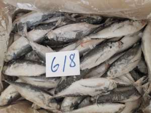 Sugarello congelato a buon mercato prezzo-pesce dalla natura del Vietnam pesce 10kg scatola di cartone-WA 0084989322607 - Product Image 5