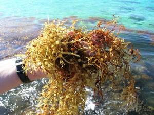 ผงสาหร่าย sargassum/sargassum แห้งคุณภาพสูง // shyn Tran - Product Image 3