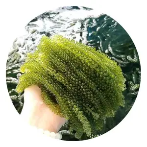High Quality Sea Grape for Food/ Medical Uses/ Beauty Treatments 100% Natural Sea Grapes from Vietnam Ms.Lucy +84 929 397 651