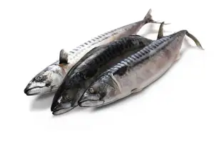 Ikan Makerel Beku Premium Penjualan Laris Ikan Laut Beku Seluruh Bulat Ikan Pasifik Mackerel untuk Makanan Kaleng
