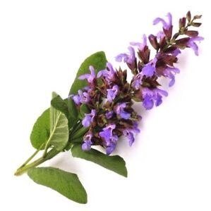 Hidrosol de Salvia Esclarea 100% Puro de la Mejor Calidad, Certificado GMP, Venta al por Mayor, Etiquetado Privado, Logotipo Personalizado, Precio Competitivo, Hecho Fresco - Product Image 2