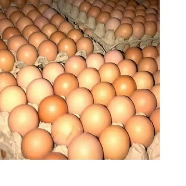 Fresh Table Eggs Broiler Hatching Eggs Ross 308 and Cobb 500 Chicken Eggs