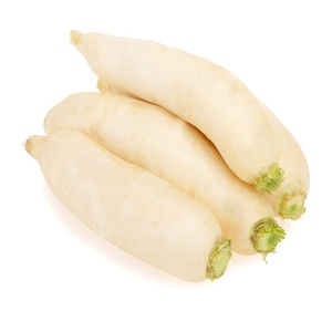 buy fresh radish white turnip origin vietnam in china on alibaba