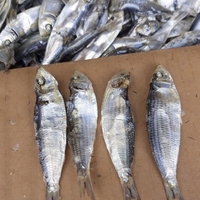 Sardines et harengs surgelés IQF en gros, qualité A, emballage en vrac/boîte, morceaux entiers, conservation dans l'eau, Vietnam-0084 989 322 607
