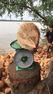 Noix de coco séché entièrement en haute qualité, au meilleur prix depuis VIET nico/whatsapp + 84 845 639 639 - Product Image 4