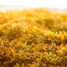 (สินค้าขายดี) ผงสาหร่ายสาหร่ายทะเล- อาหารปลิงทะเล ขายในเวียดนาม/ คุณลูซี่ (+84 904 183 651) - Product Image 2