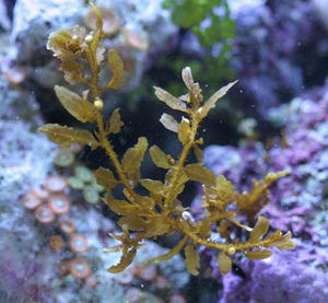 สาหร่ายทะเลแห้งคุณภาพสูงสำหรับการผลิตปุ๋ย บรรจุในถุง +84 904 183 651 - Product Image 6