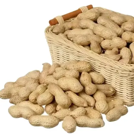 Peanut cru nozes frescas qualidade fresca peanuts 100%