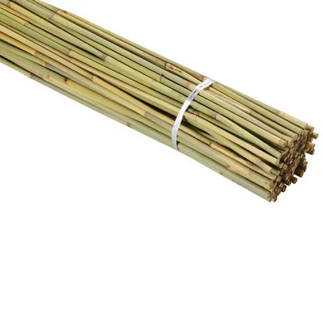 Palo di bambù economico dritto e forte all'ingrosso dal Vietnam