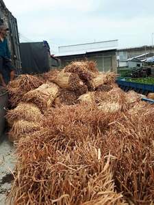 เวียดนามดอกไม้แห้งผักตบชวาวัตถุดิบสำหรับทำถุงตะกร้า-สินค้าที่มีคุณภาพสูง - Product Image 4