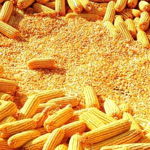 ภาชนะใส่อาหารสำหรับสัตว์โกเชอร์เก็บผักแช่แข็งคุณภาพสูงสีเหลืองสไตล์ชั้นนำของจีน - Product Image 6